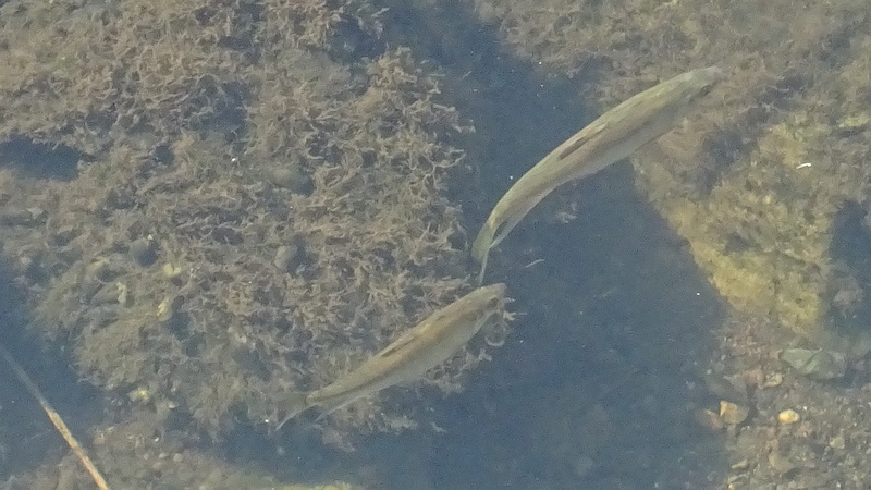 アユ