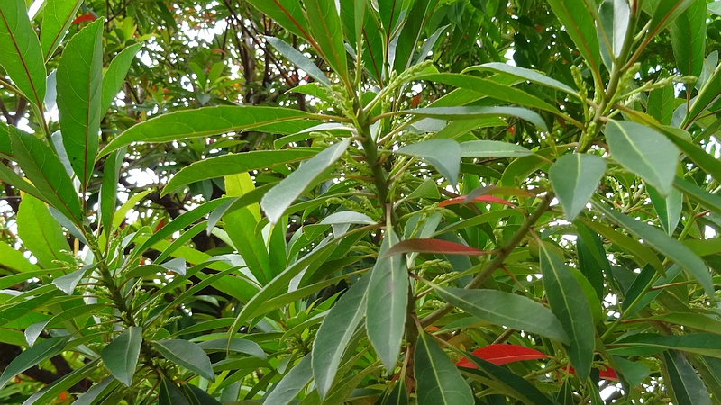 ホルトノキの蕾