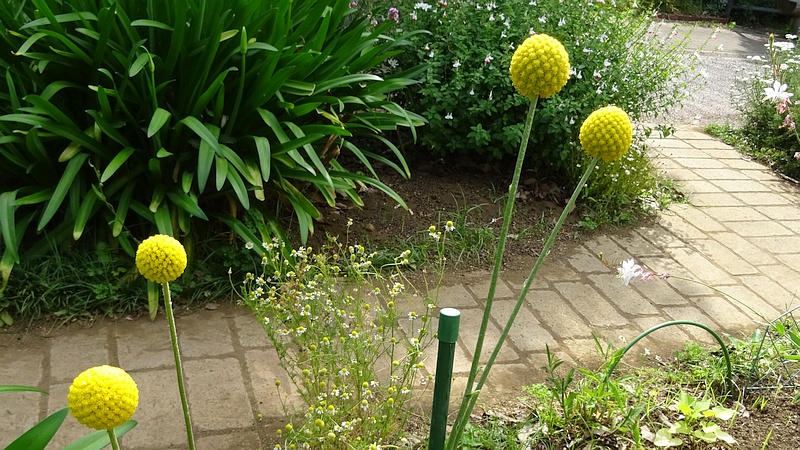 クラスペディアの花