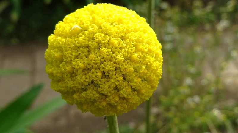 クラスペディアの花