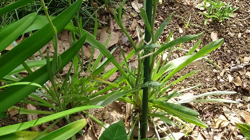 クラスペディアの花