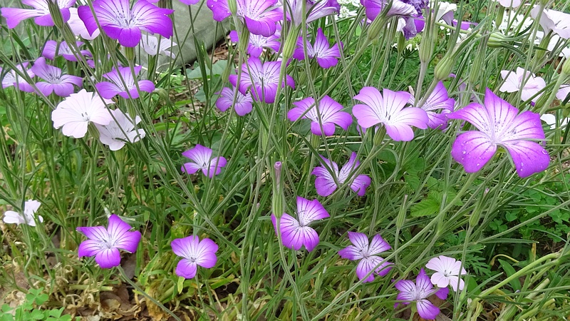 ムギセンノウの花