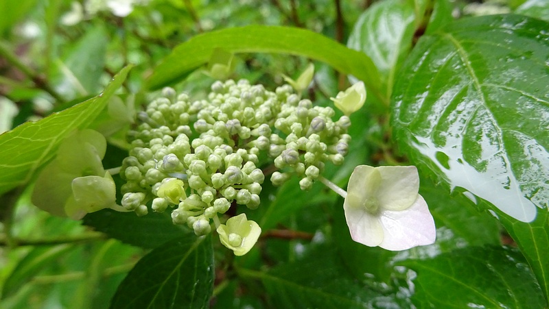 ガクアジサイの花