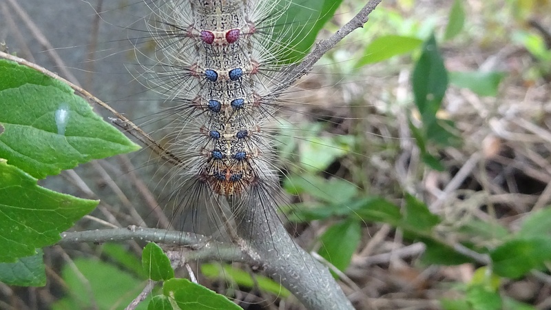 エノキのマイマイガの幼虫