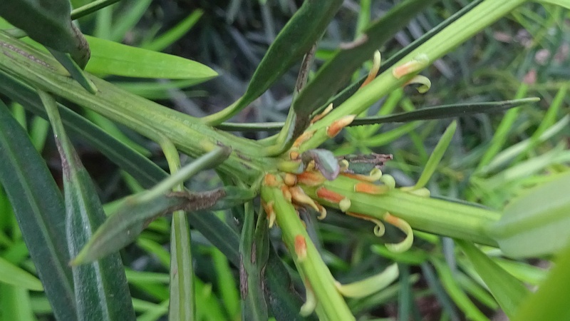 イヌマキの雌花の痕跡