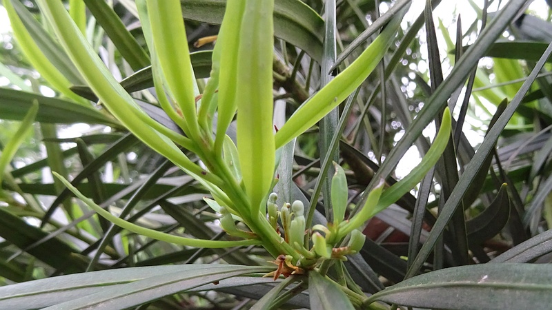 イヌマキの雌花