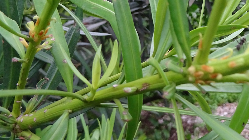イヌマキの雌花の痕跡