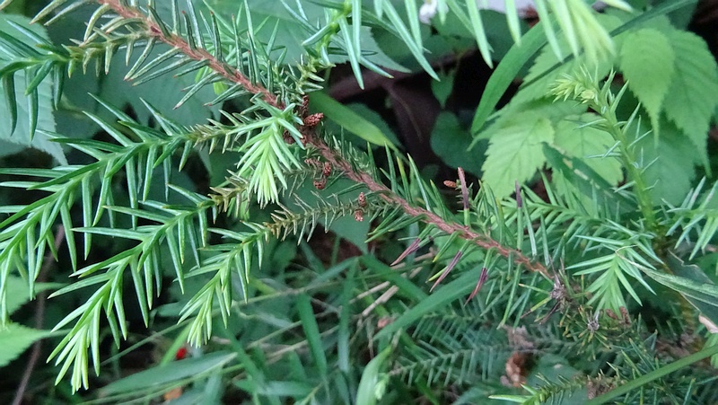 イチイの雄花の残滓