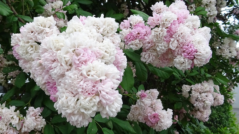 ノイバラの花