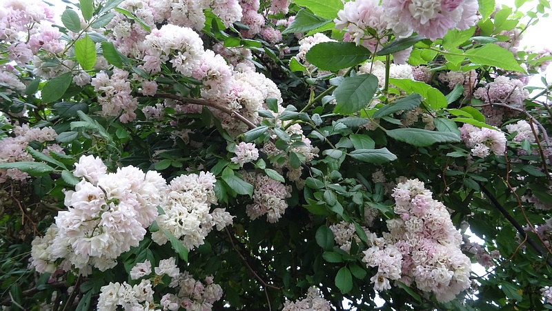ノイバラの花