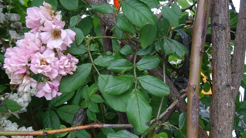 ノイバラの花