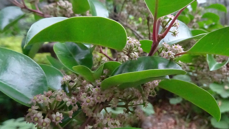 クロガネモチの雌花