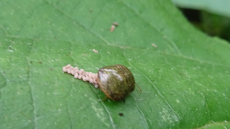 カメムシのマルカメムシの産卵