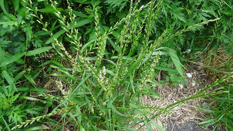 ホソムギの花