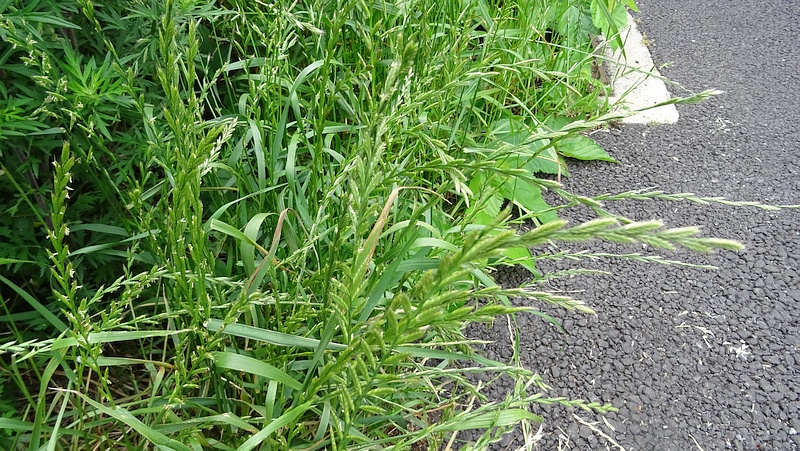 ホソムギの花