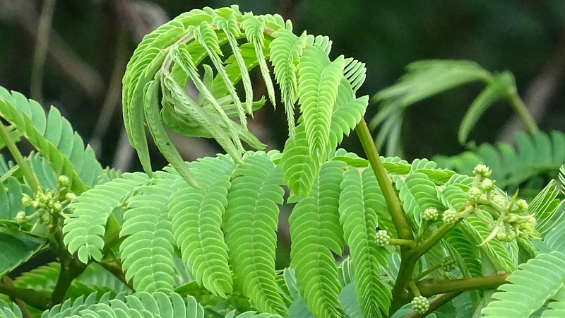 ネムノキの蕾