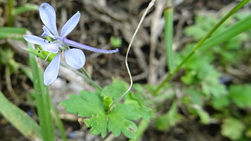 セリバヒエンソウの花