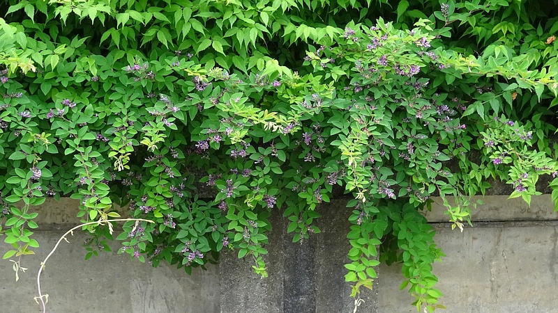 チョウセンキハギの花