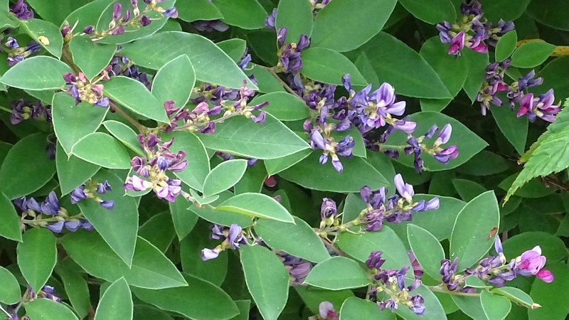 チョウセンキハギの花