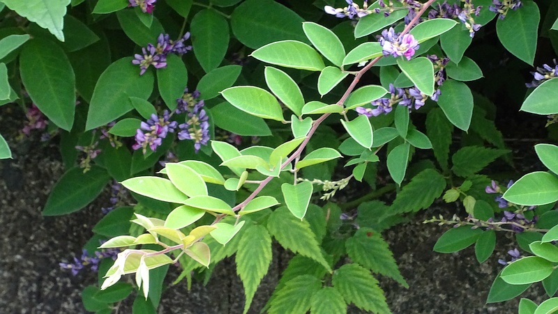 チョウセンキハギの花