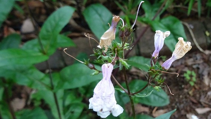 シロツリガネヤナギの花後
