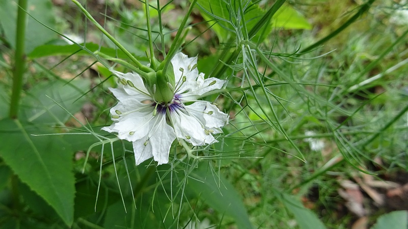 クロタネソウの花