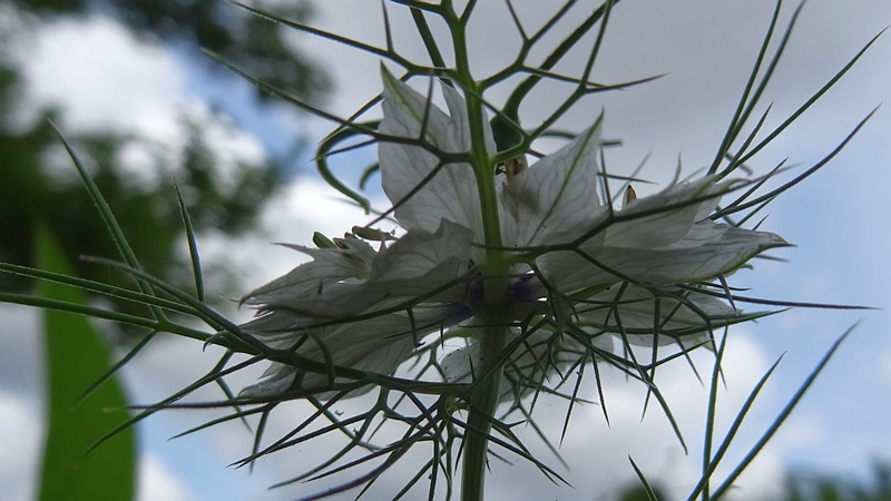 クロタネソウの花