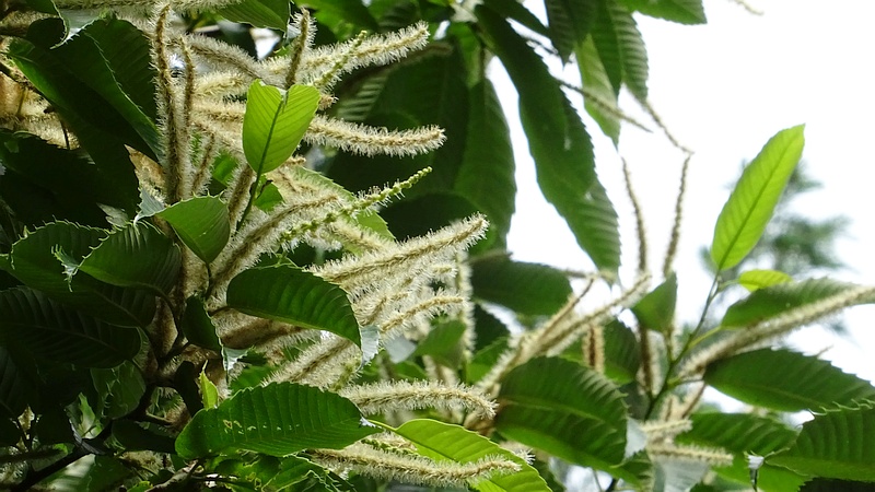 クリの花