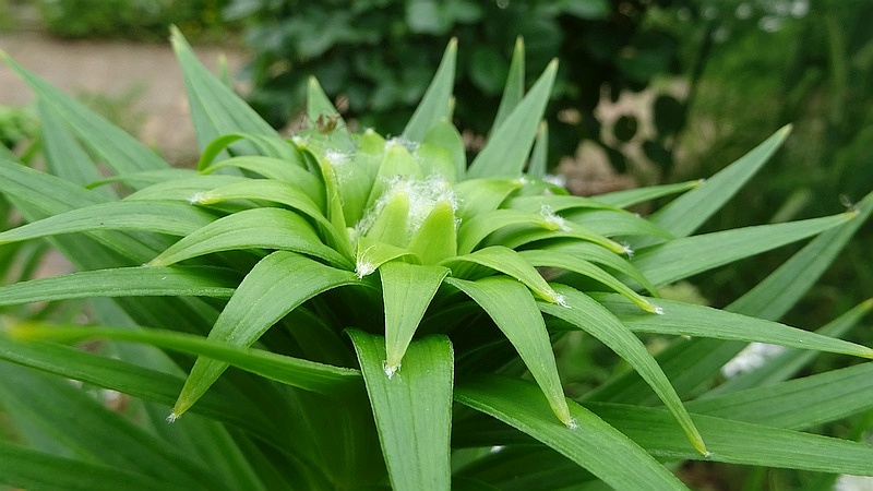 オニユリのハラビロカマキリの幼虫