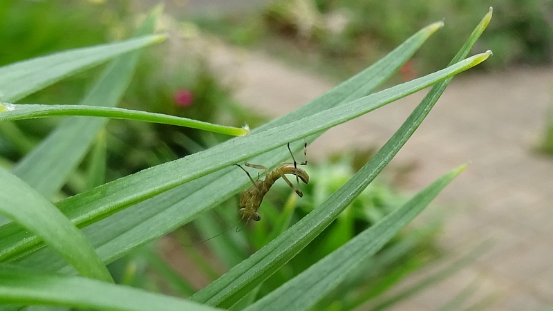 オニユリのコカマキリの幼虫？