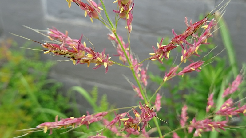 セイバンモロコシの花