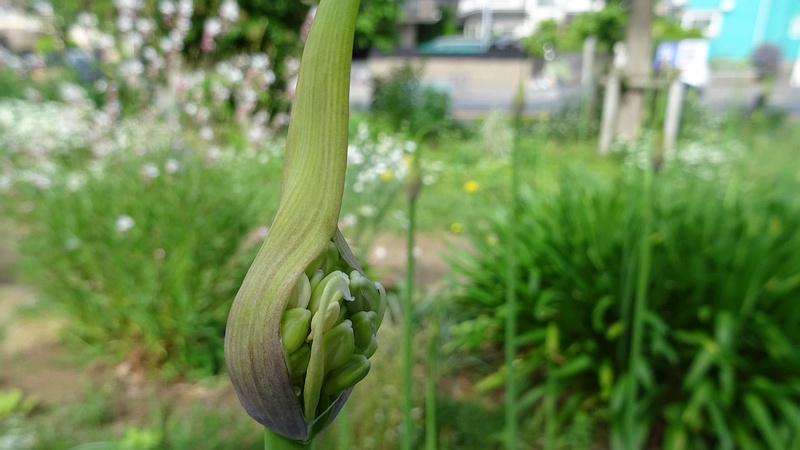 ムラサキクンシランの蕾