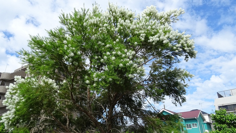 スノーインサマーの花