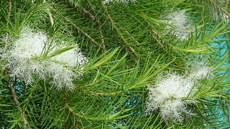 スノーインサマーの花