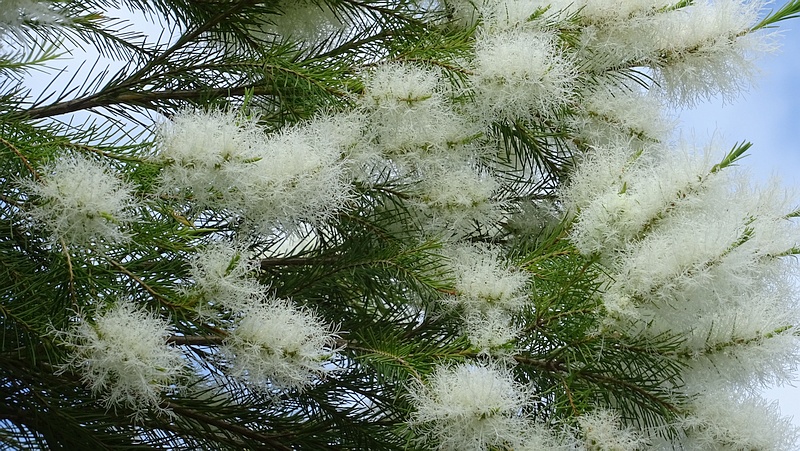 スノーインサマーの花