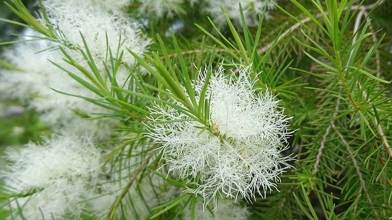 スノーインサマーの花