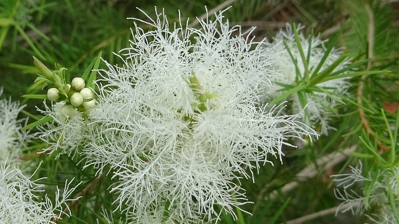 スノーインサマーの花