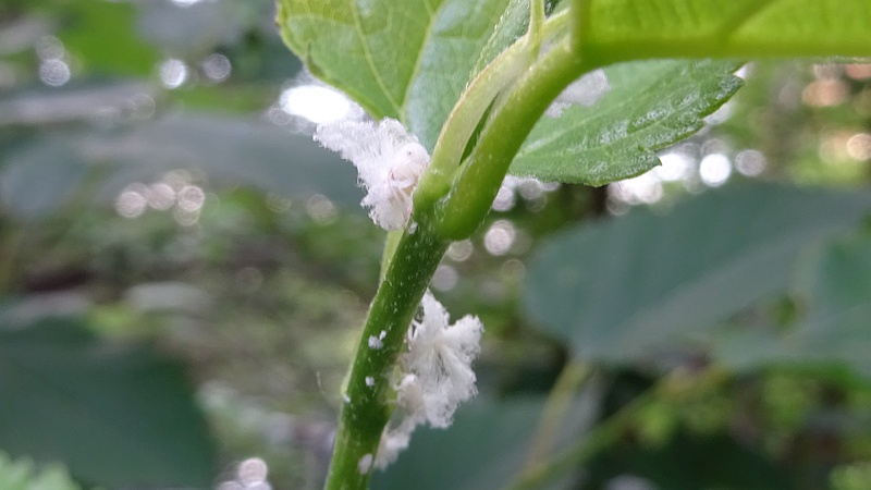 クワのチュウゴクアミガサハゴロモの幼虫