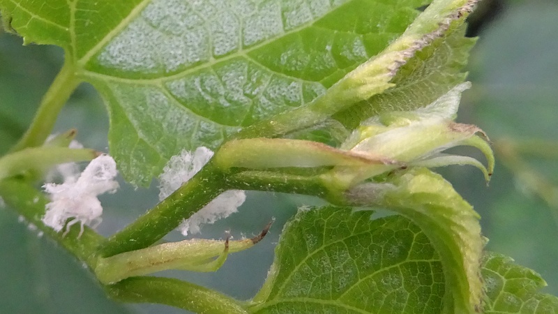クワのチュウゴクアミガサハゴロモの幼虫