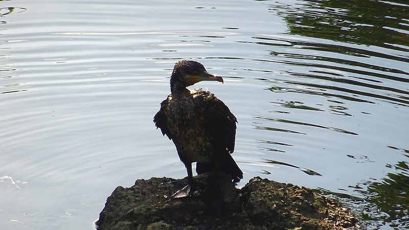 カワウ