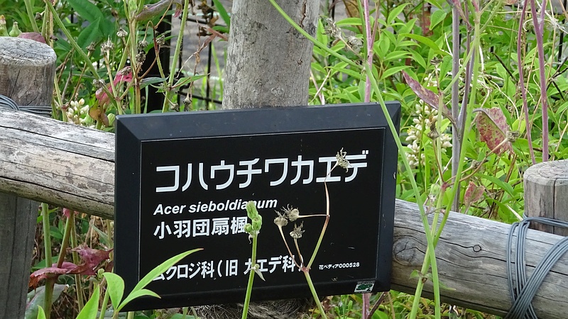 コハウチワカエデ