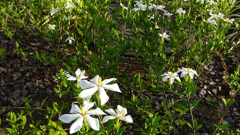 コクチナシの花