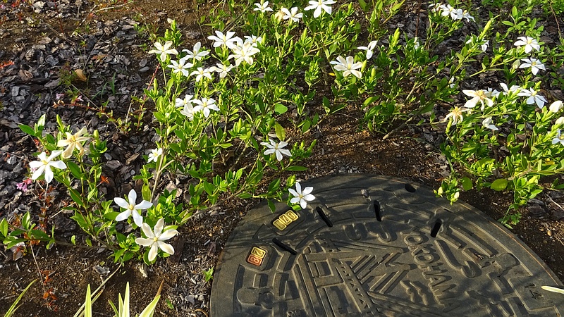 コクチナシの花