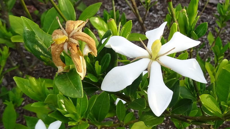 コクチナシの花