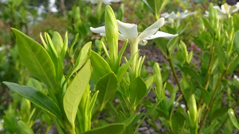 コクチナシの花