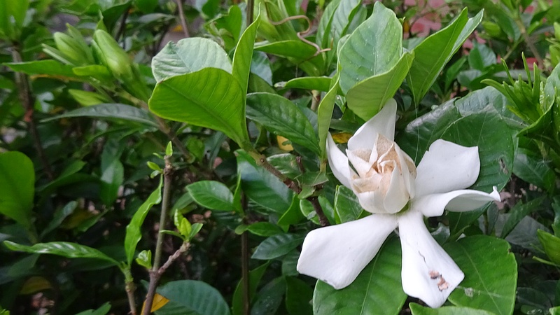 クチナシの花
