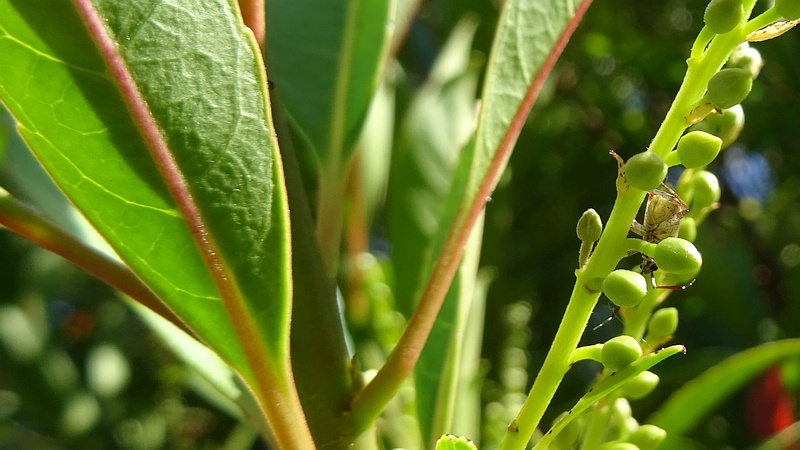 ホルトノキの蕾
