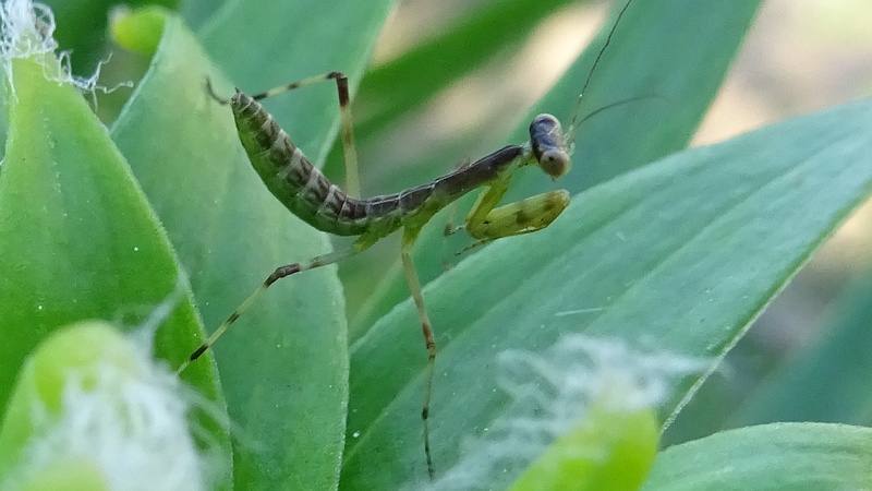 オニユリのハラビロカマキリの幼虫