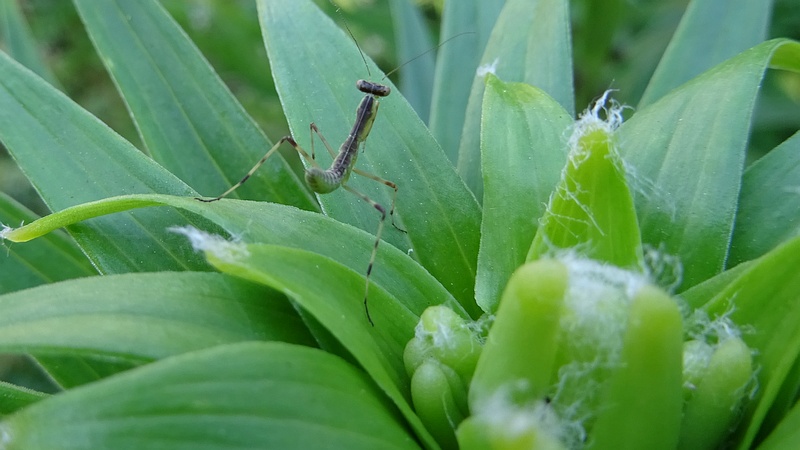オニユリのハラビロカマキリの幼虫