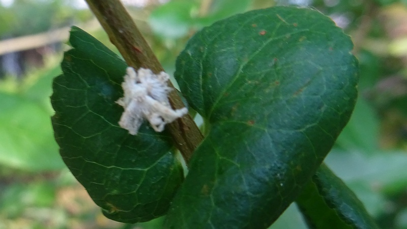 アオバハゴロモの幼虫